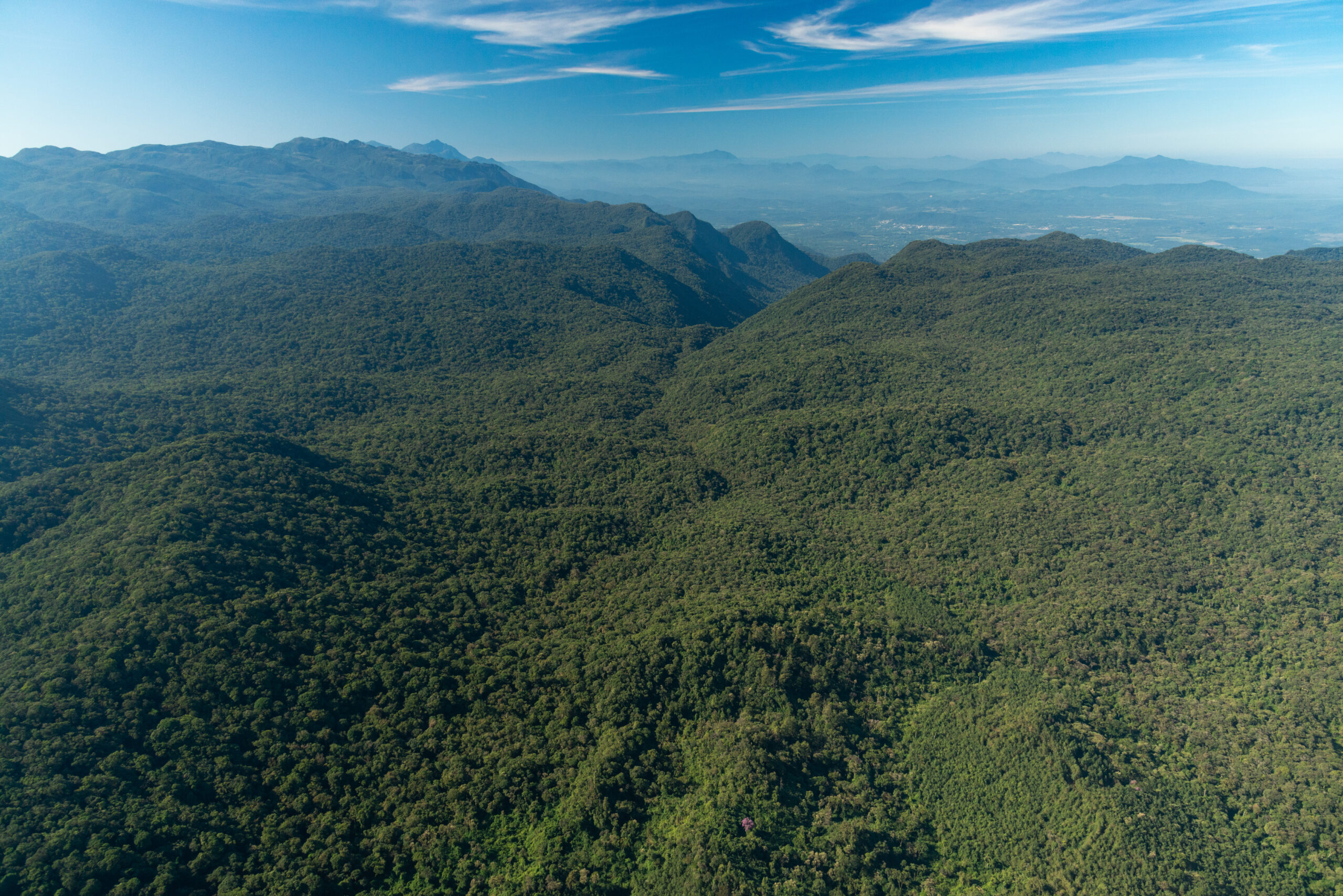 Mata Atlântica Serra do Mar